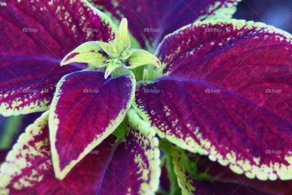 Coleus