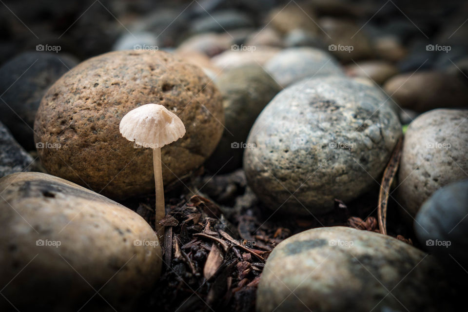 Small mushroom growing dirt near pebble stone