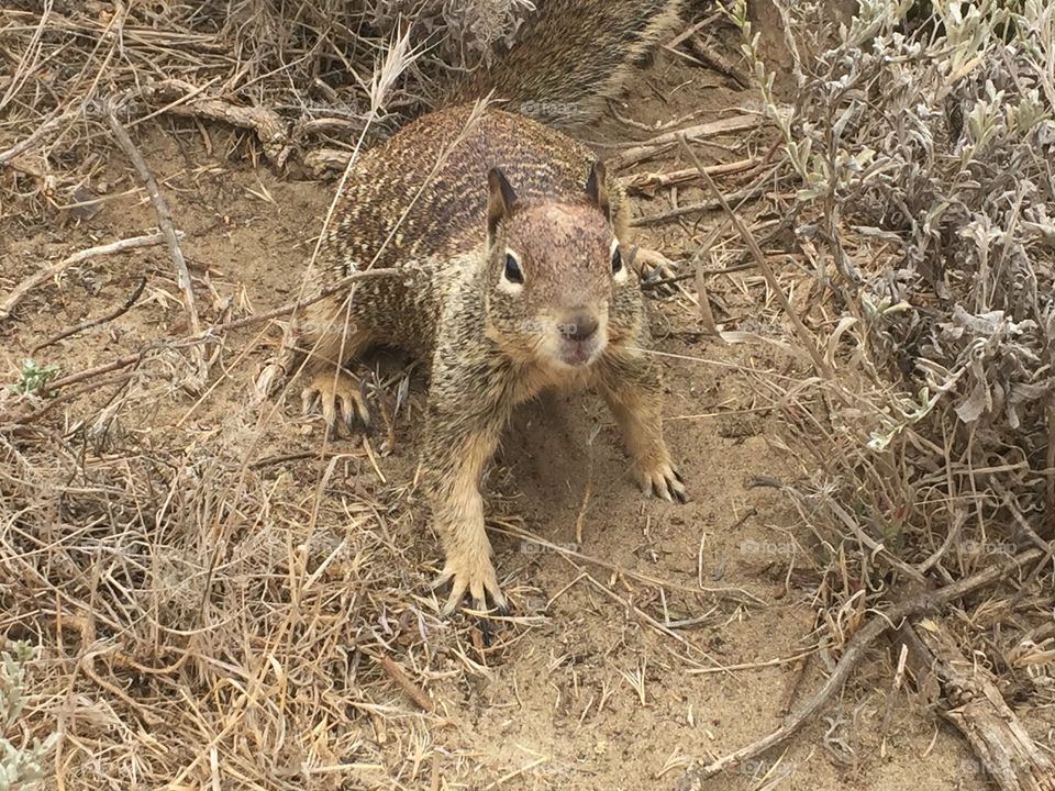 California ground squirrel, Coastal 