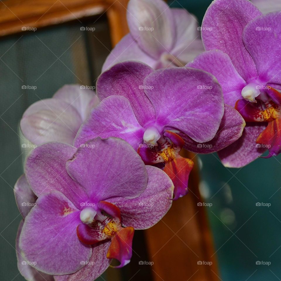 Orchide
