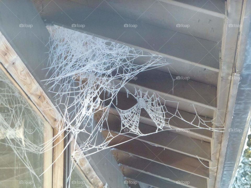 Go home spider, you're drunk!  Frost laden spiderwebs from the previous fall.