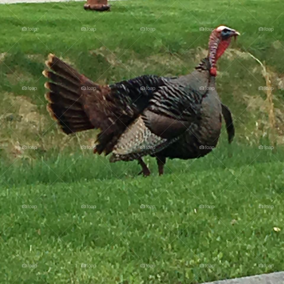 Wild Male Turkey with Tail Feathers Spread