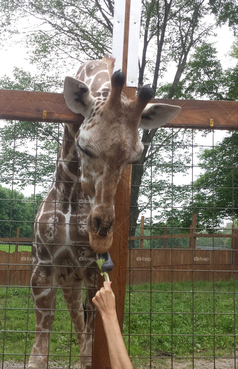 feeding a leaf to a giraffe at Living Treasures