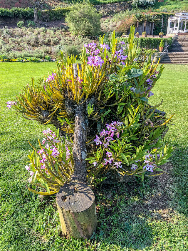Flower - Orquídea