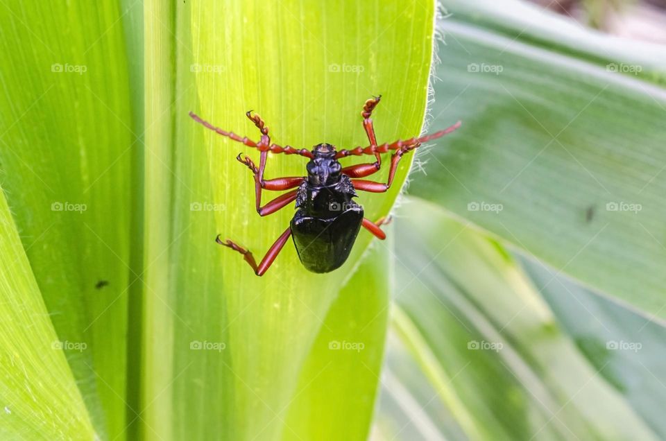 Longhorn Beetle On Corn Leaf