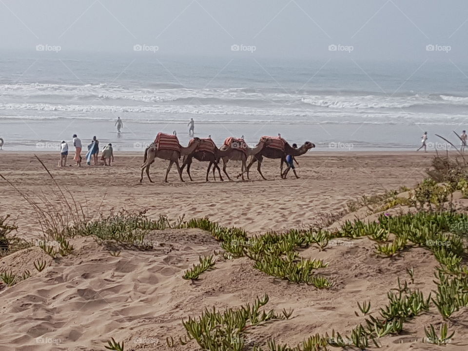 camel beach morroco maroc Morocco Africa water sun summer