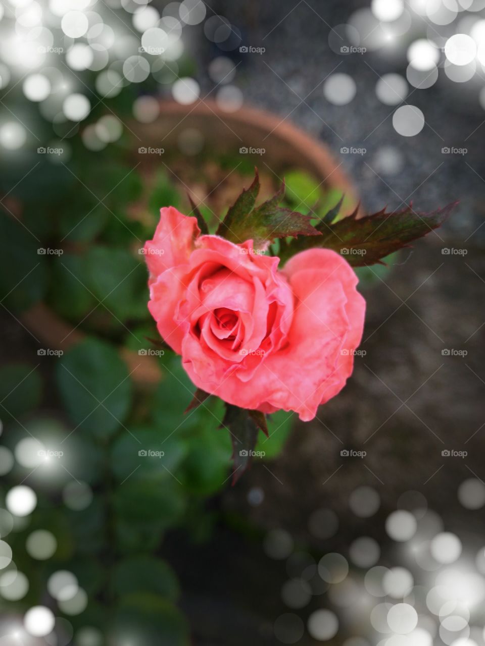 rose at garden
