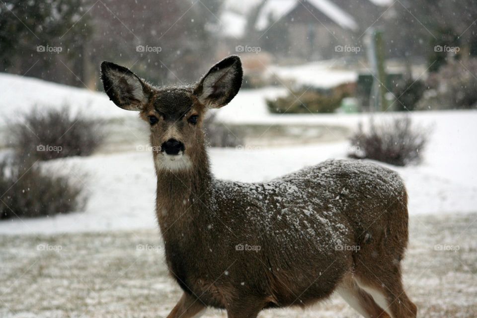 young bull Elk caught in a winter searching for food to feed on.