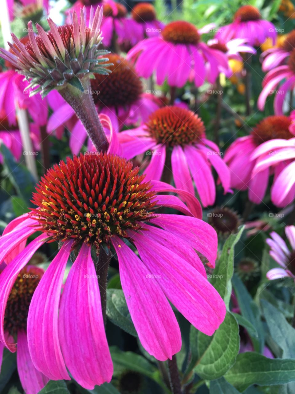 Echinea. Beautiful purple flower