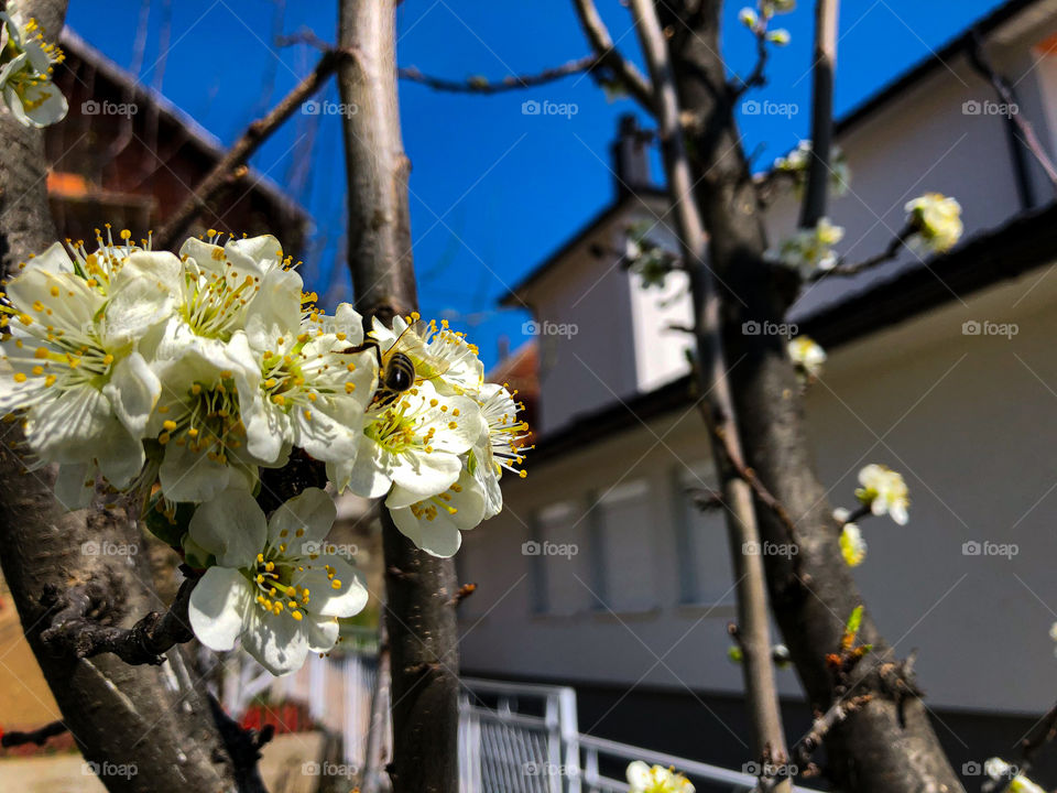 flowers on a tree