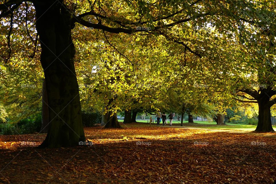 An abundance of Autumn leaves … South Park 🍁