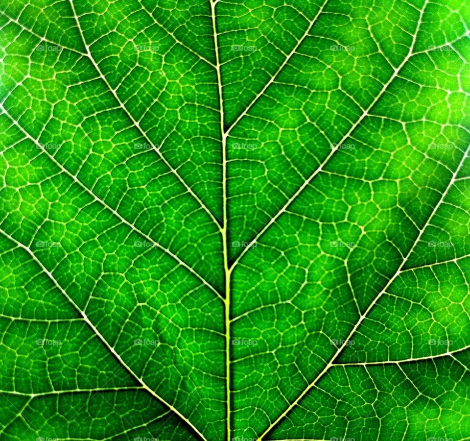 Leaf Macro