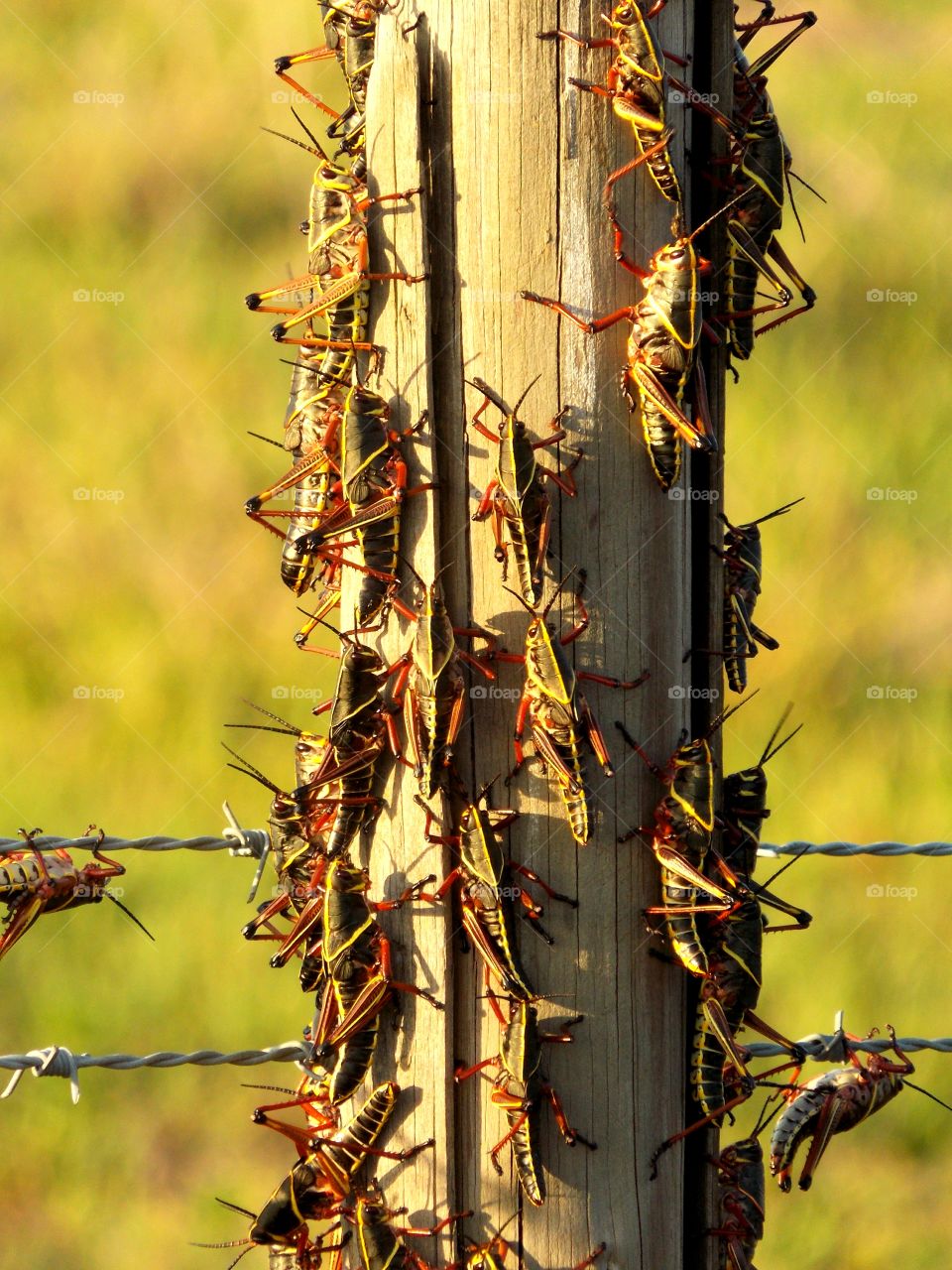 Locusts in field millions