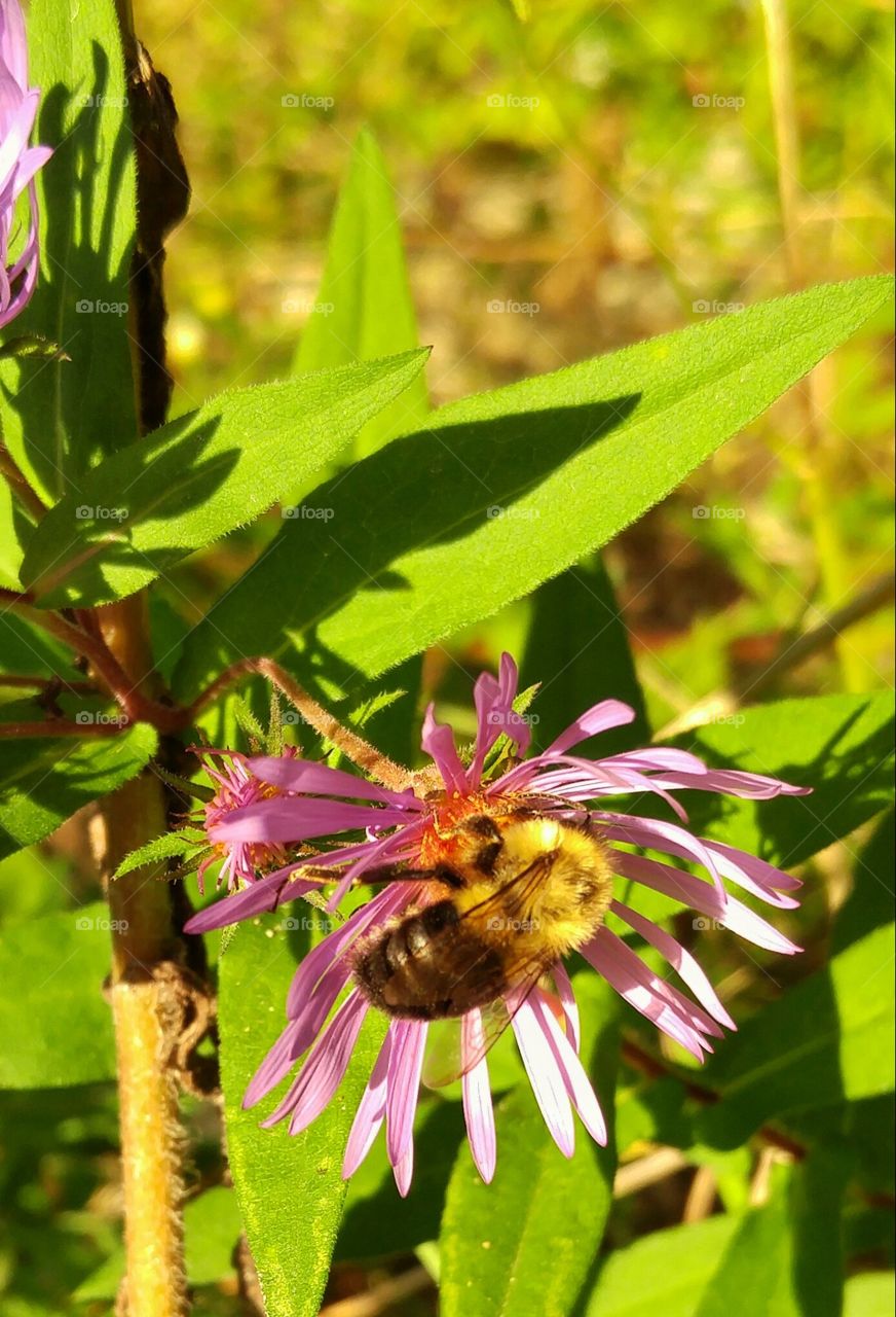 Up close with a honeybee