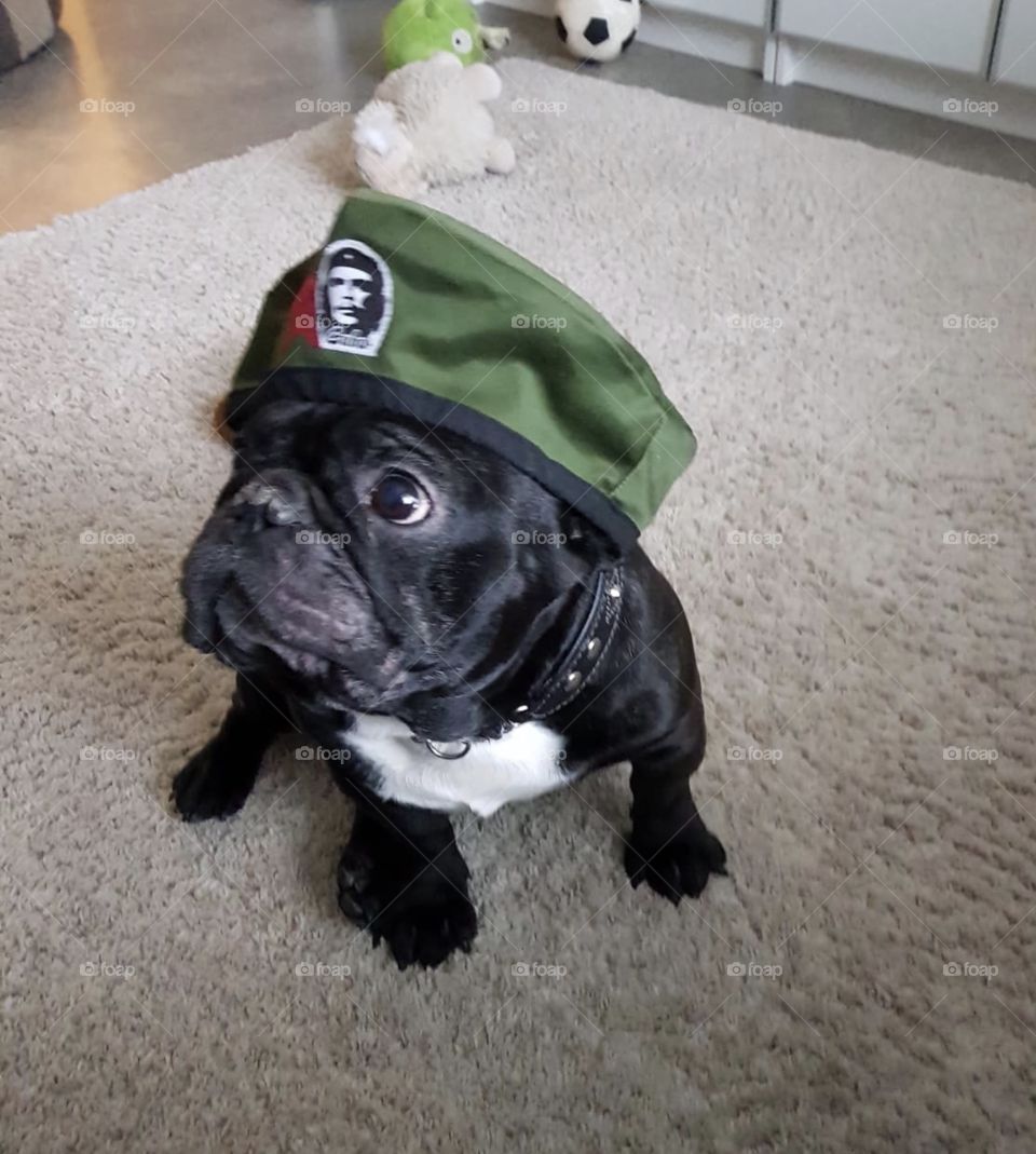 French bulldog with Che Guevara style hat 