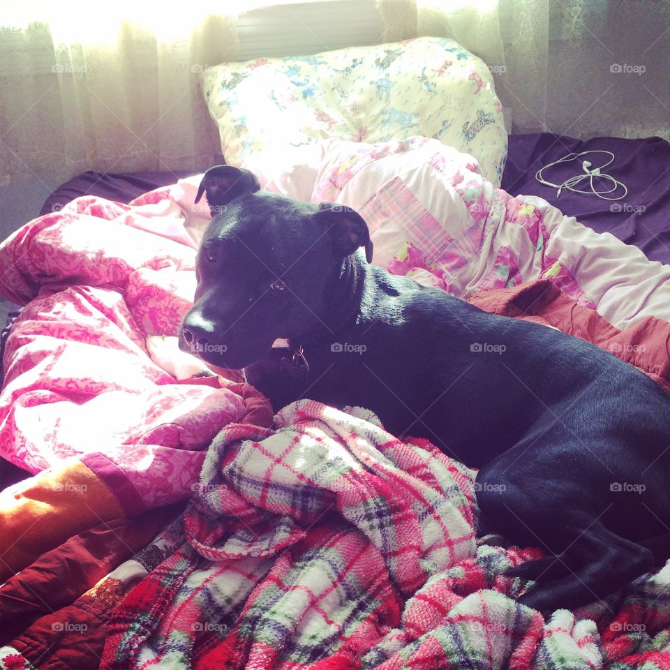 Bed thief. Puppy