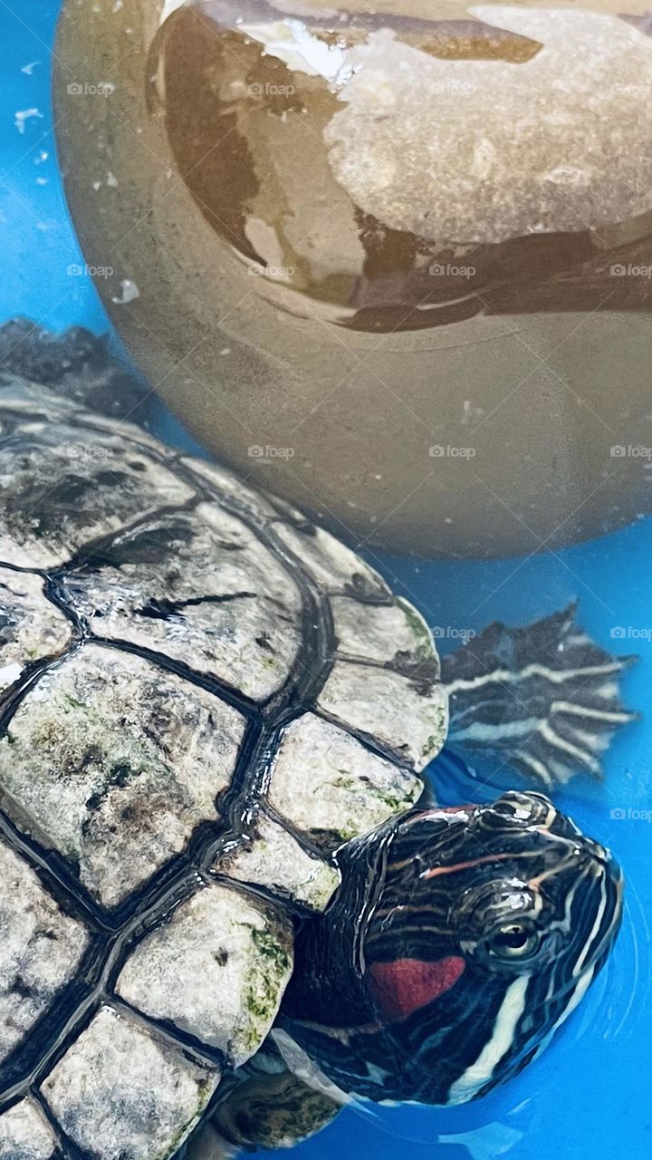 Turtle