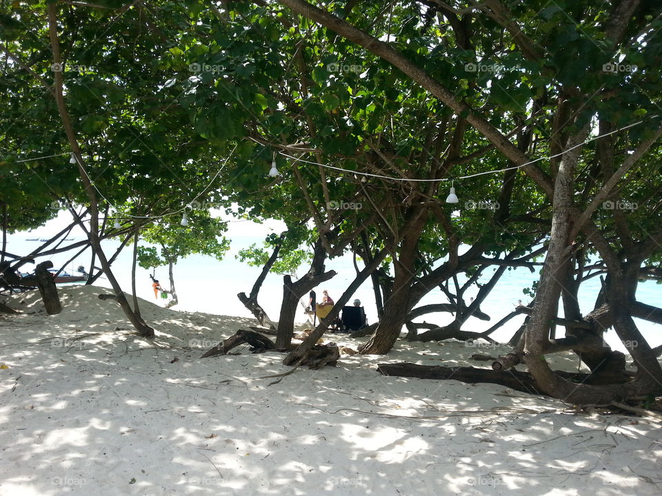 Trees on the beach