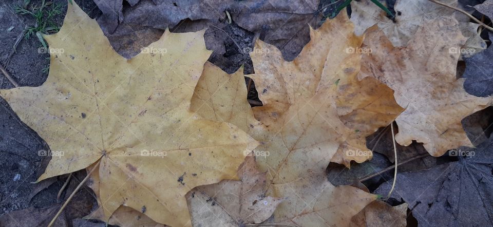 Yellow leaves on brown background in autumn