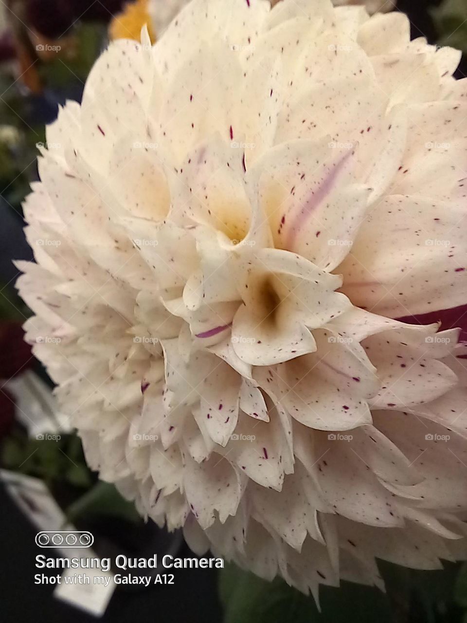 the wondrous Dahlia