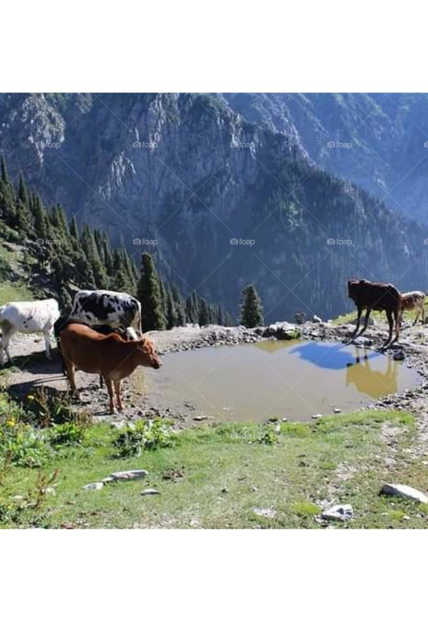 cows on top hill mountain