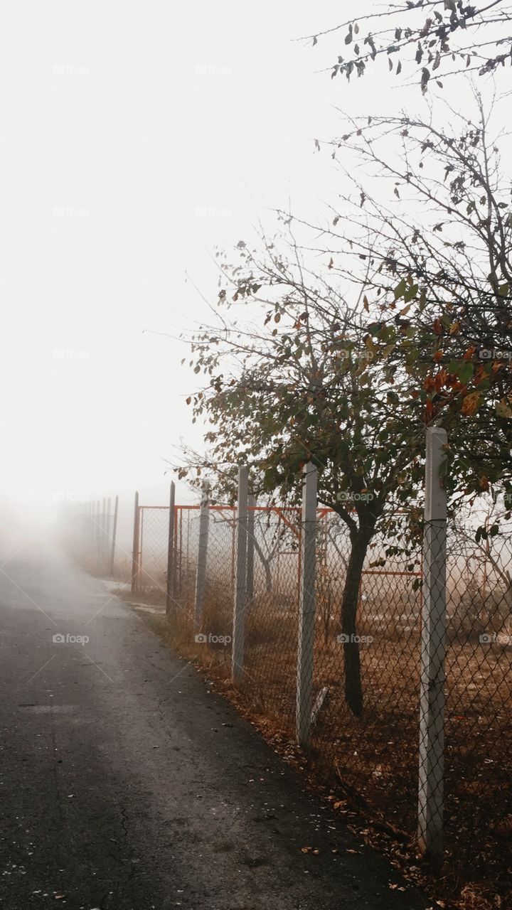 Foggy autumn morning