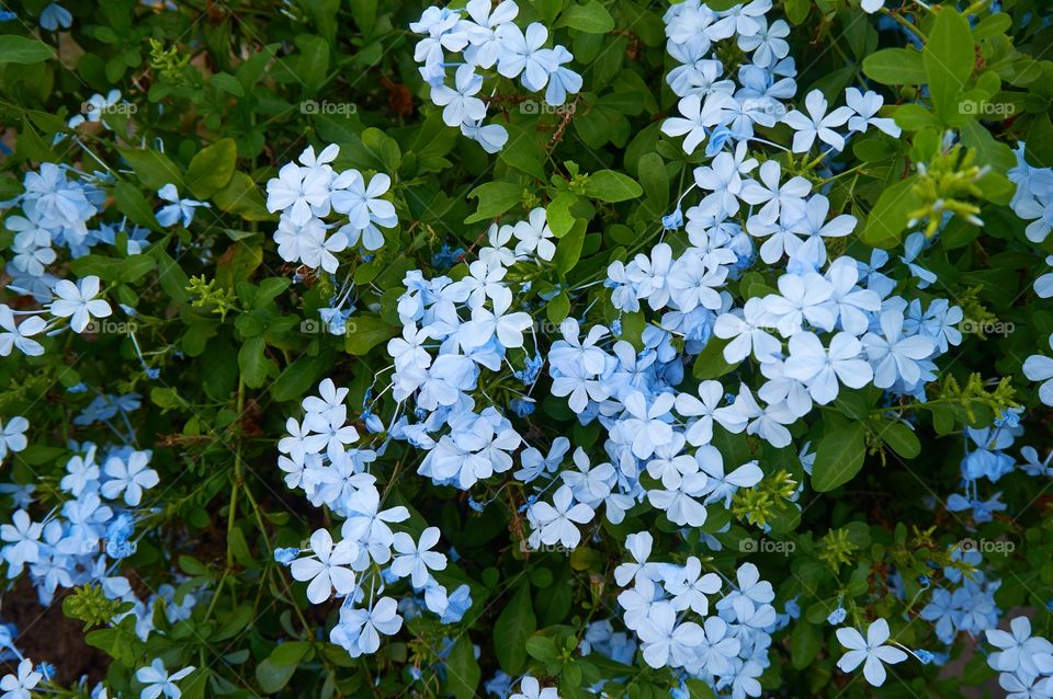 Blue flowers in the garden 