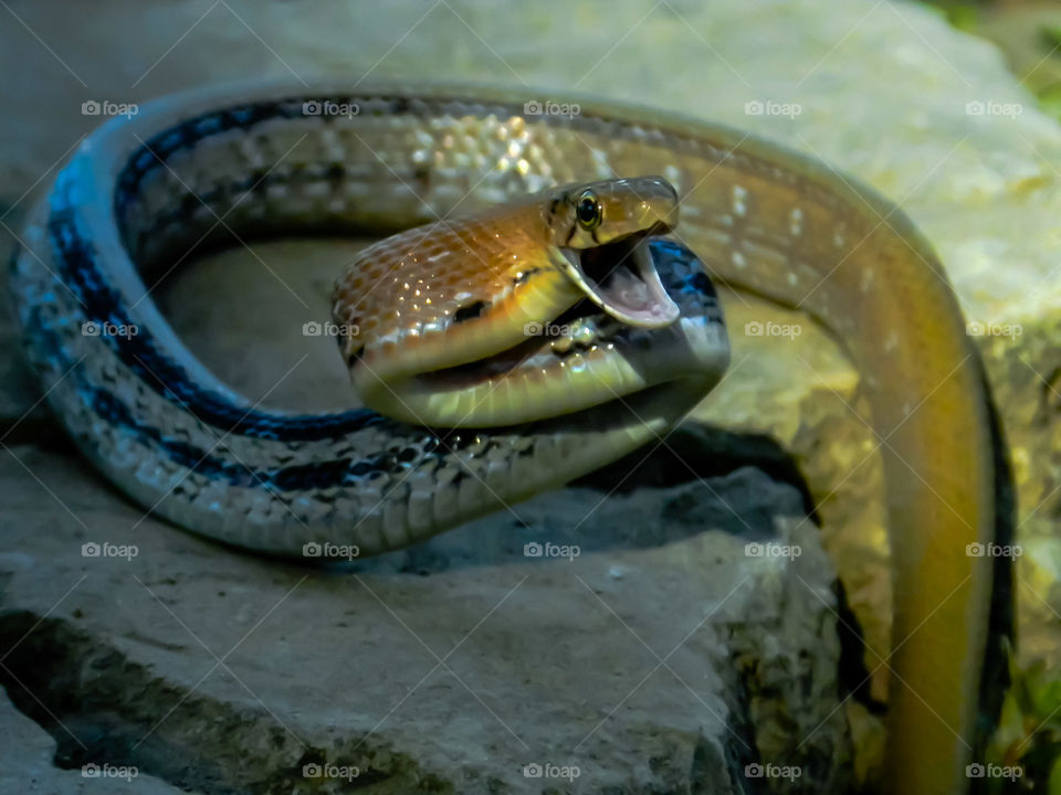 a rat snake