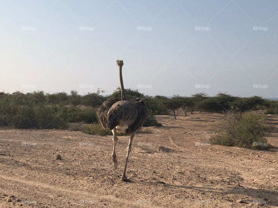 A ostrich in Sir Baniyas Island reservation