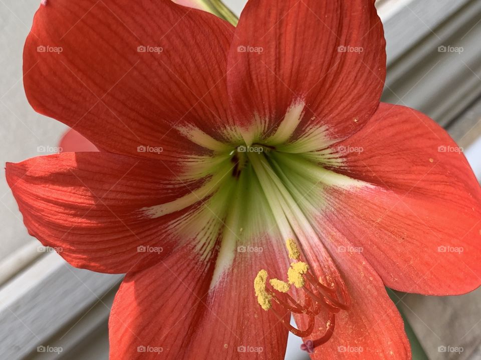 beautiful flowers in the garden 