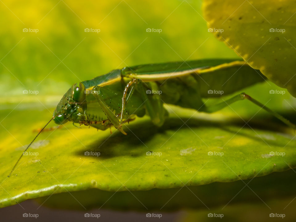 Beautiful Mantis