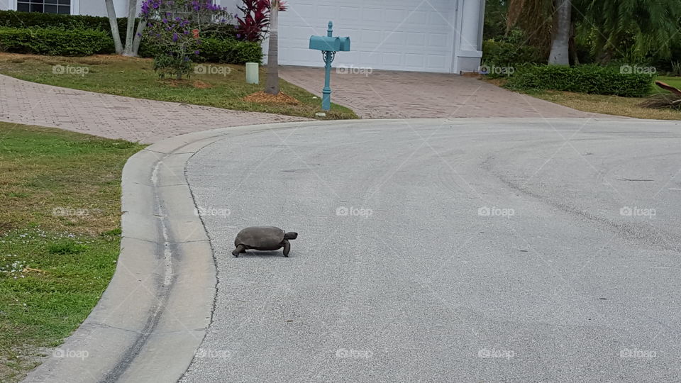 turtle crossing