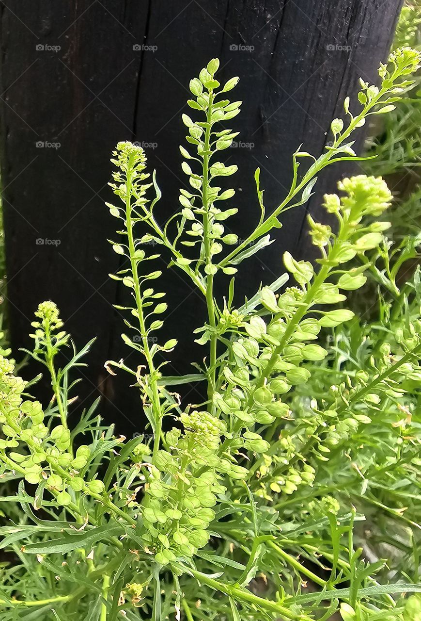 A beautiful light green or lime color shrub against a black background.