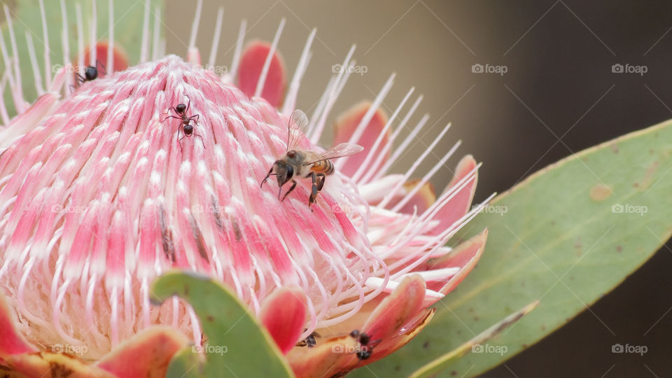 bee on protea