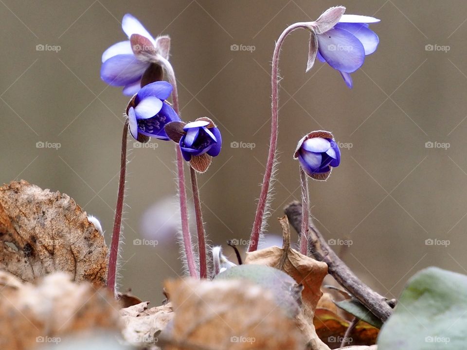 Hepatica