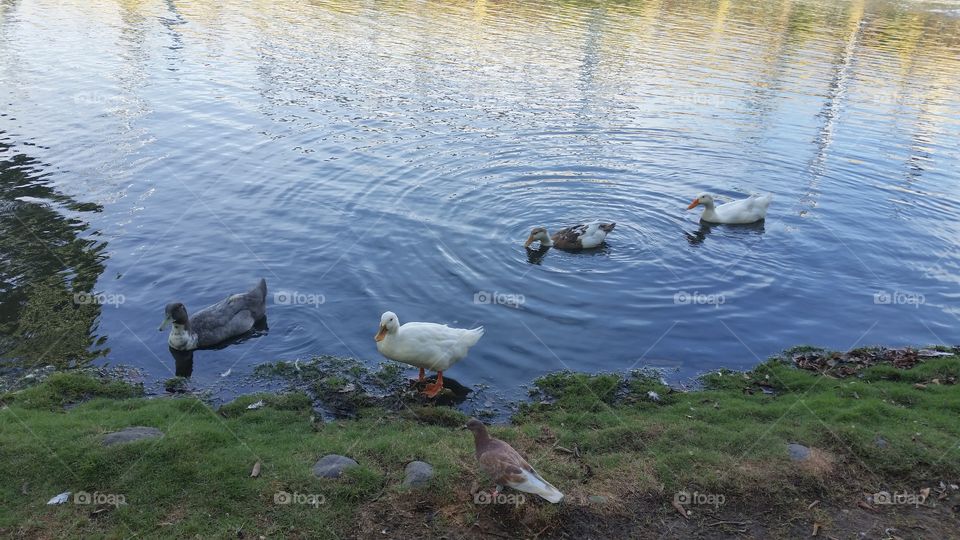 Water, Bird, Duck, Goose, Lake