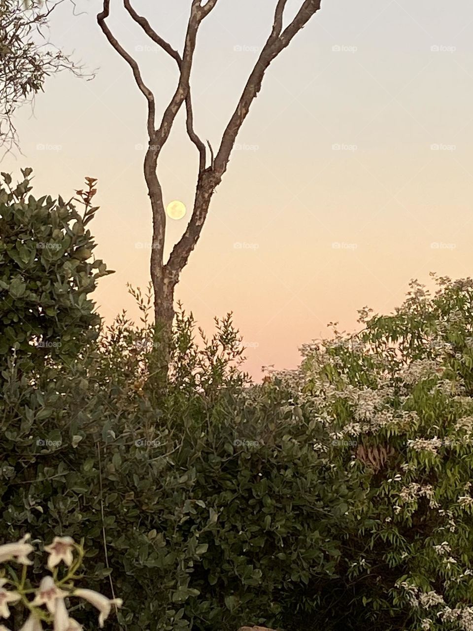 Moon Rising over Undara Caldera 4