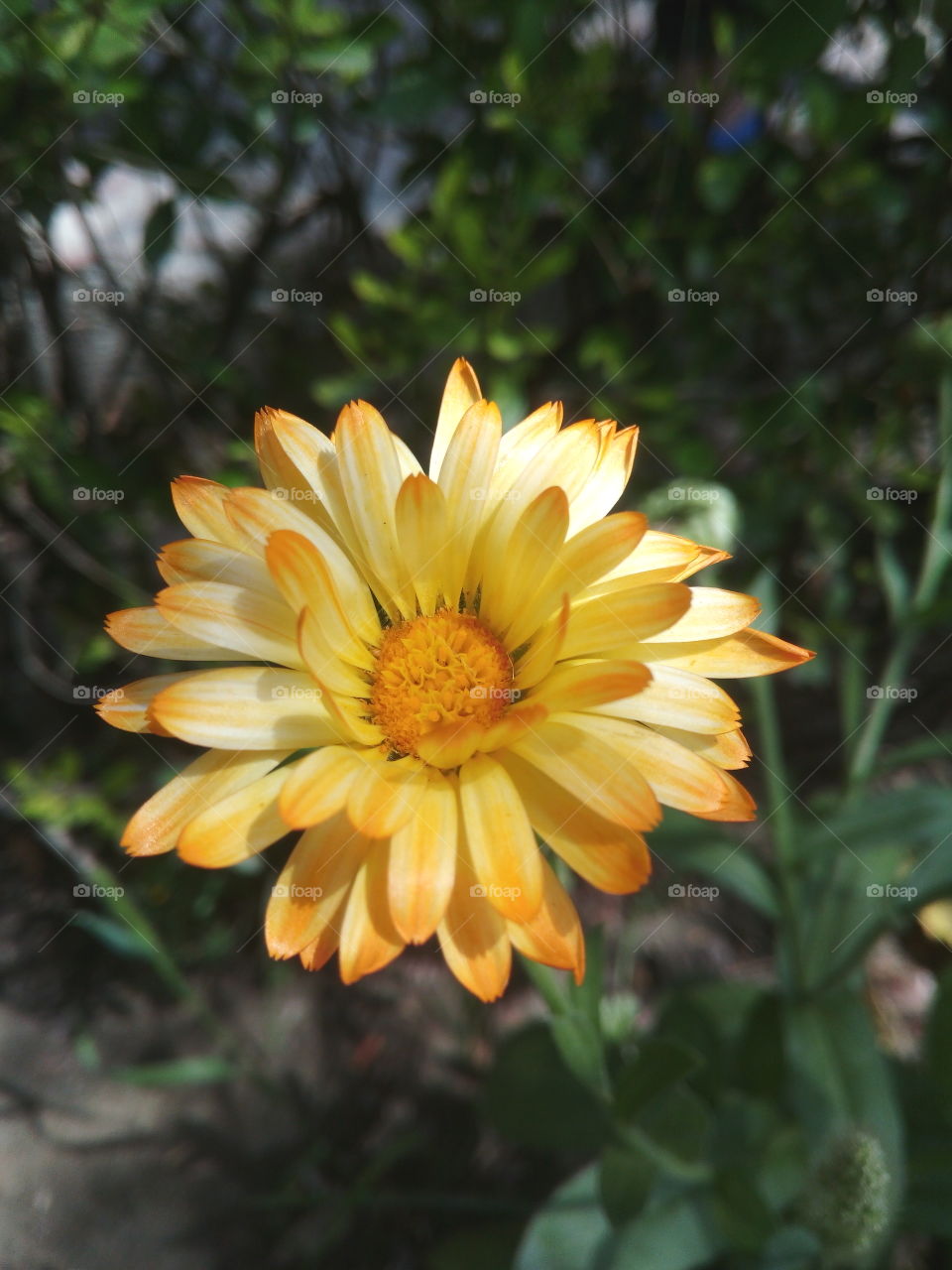 a beautiful yellow colour flower