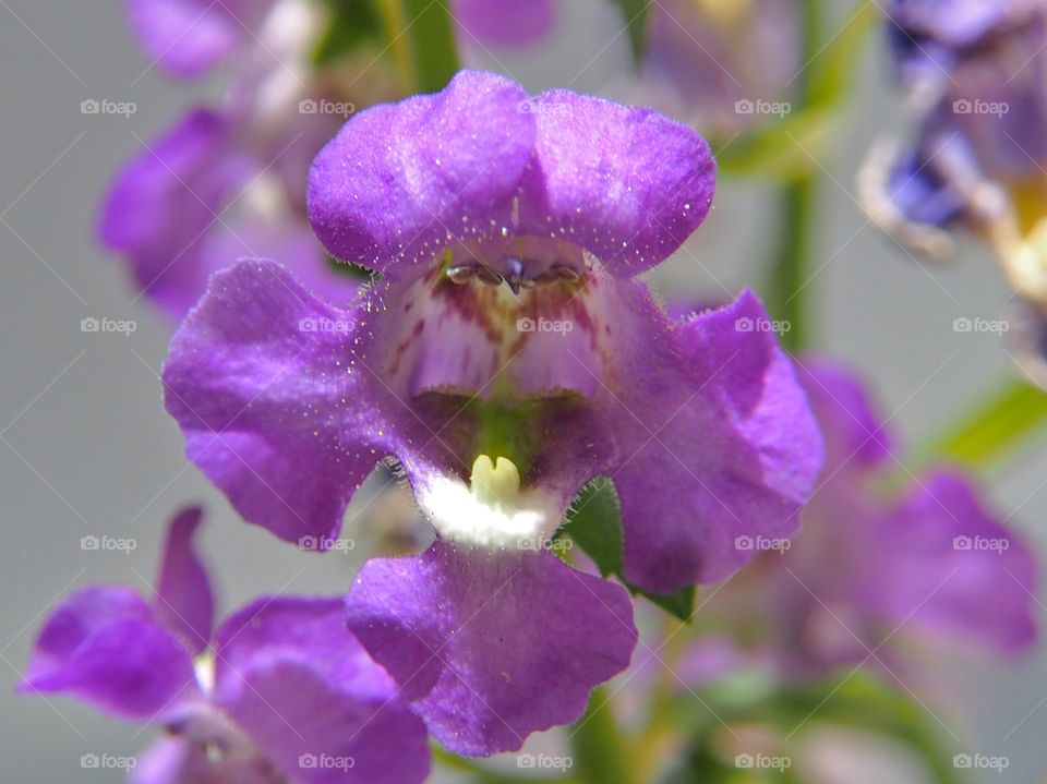 Close up of purple flower