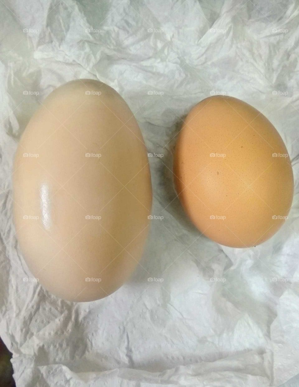 Two brothers... eggs