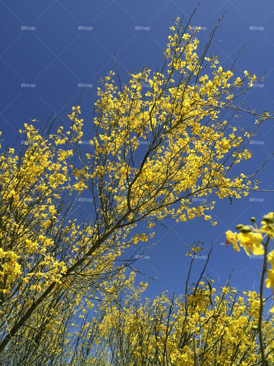 Spring bloom. Blooming yellow flowers on trees ready for spring 