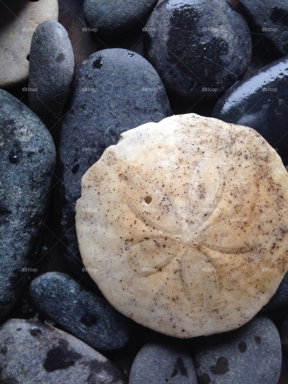 Sand dollar