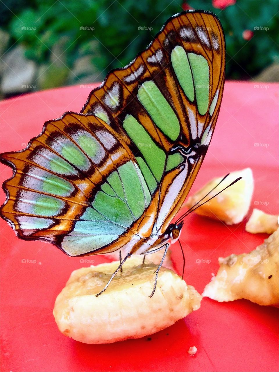 Mindo, Ecuador 