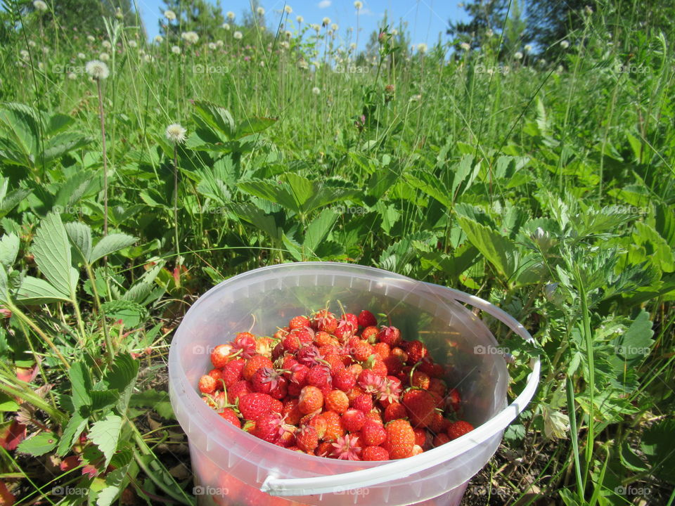 forest strawberry harvested from a forest glade