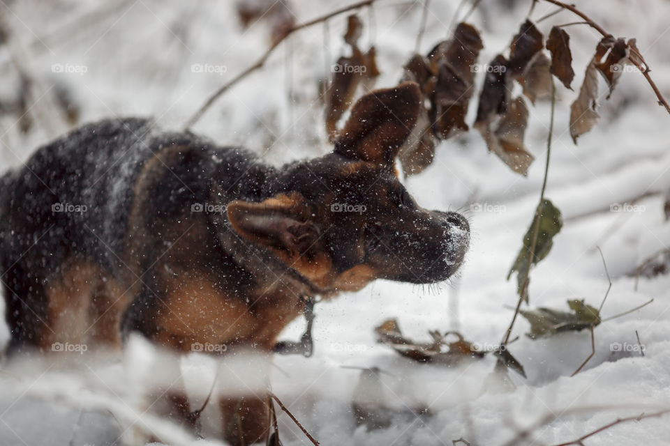 Red cute german shepard 3-th months puppy portrait at snow at the winter