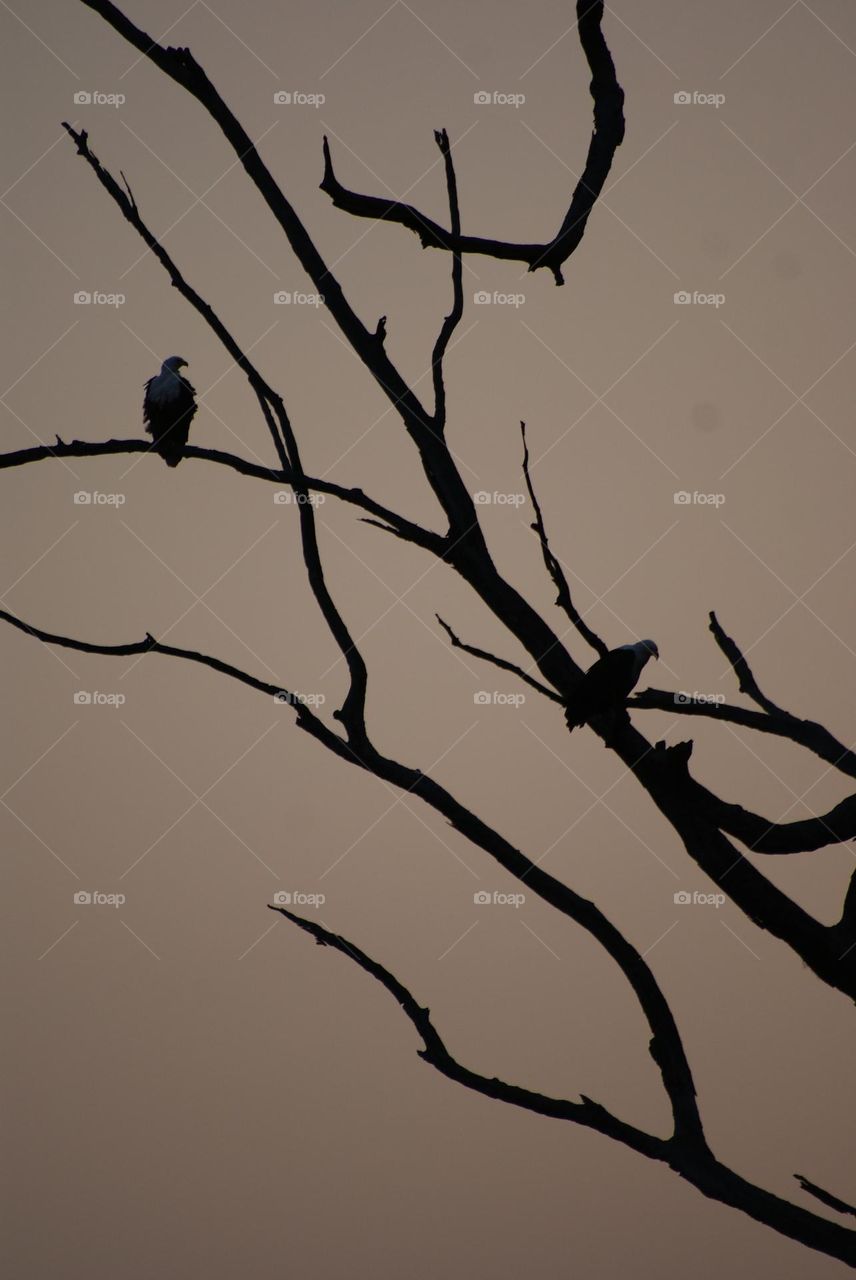 Two fish eagles silhouetted at sunset 