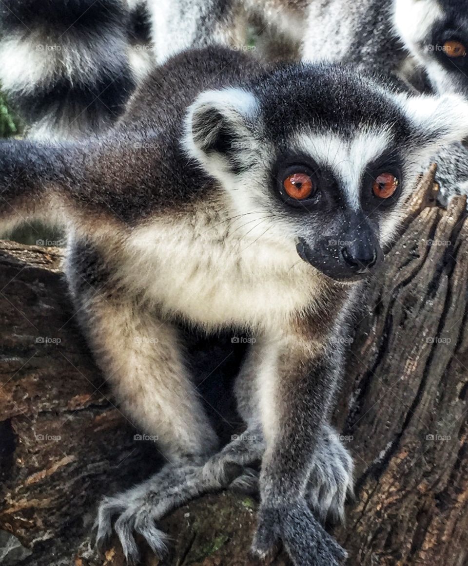 Ring-tailed lemur with big amber colored eyes sitting in a tree