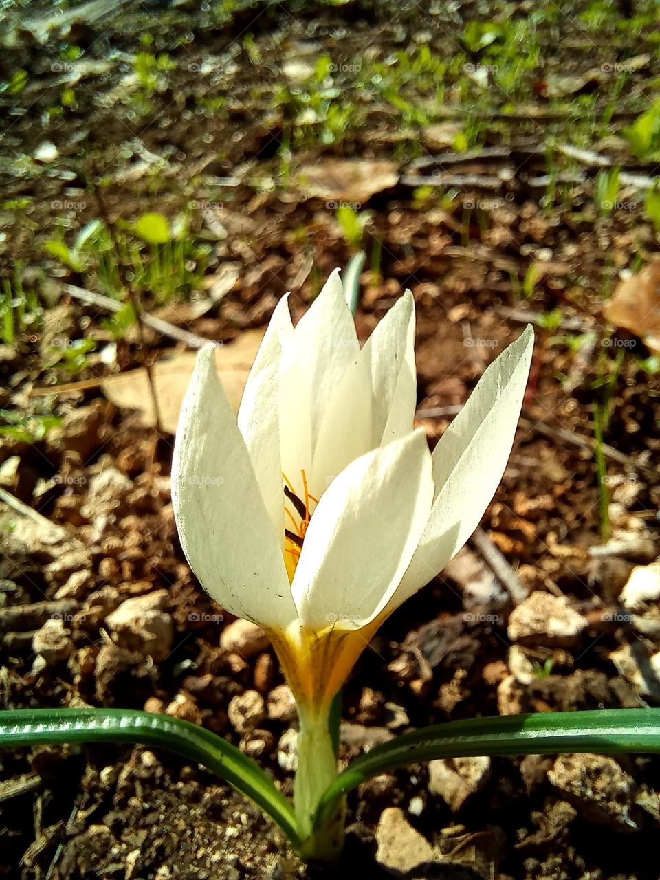 Crocus versicolor