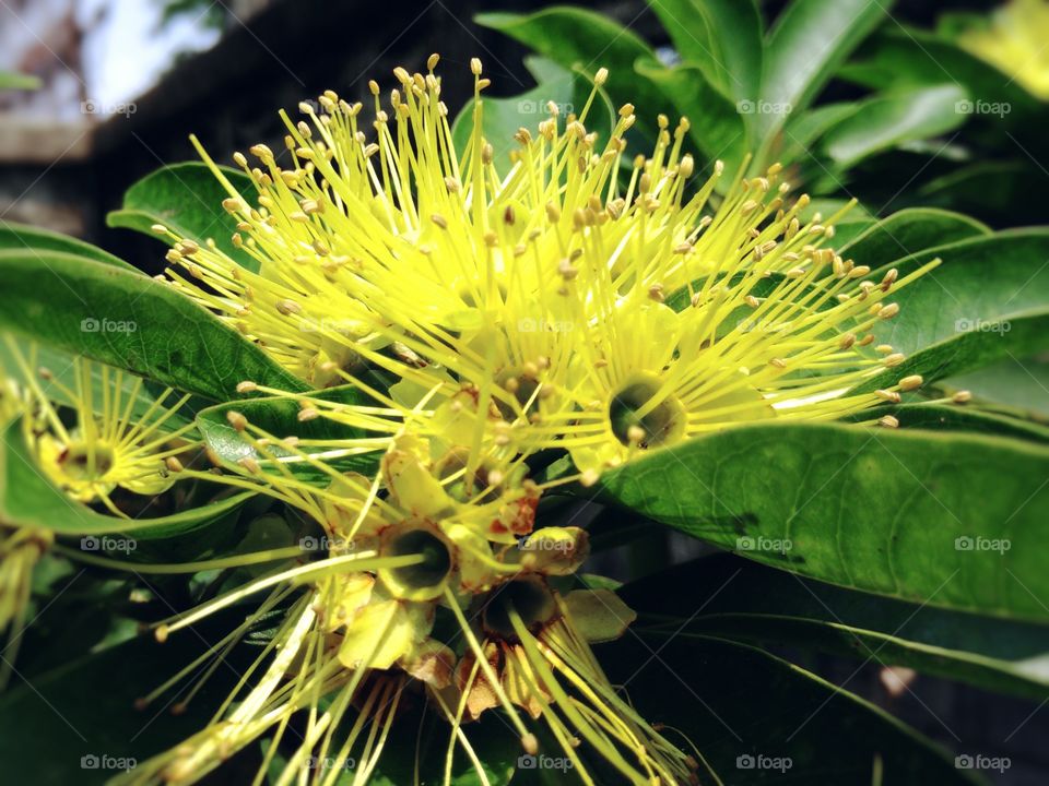 Flowers in the garden