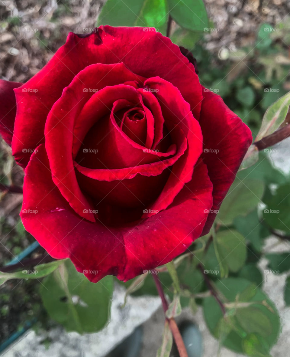 Close up portrait of a deep, red rose against a green leafy background 